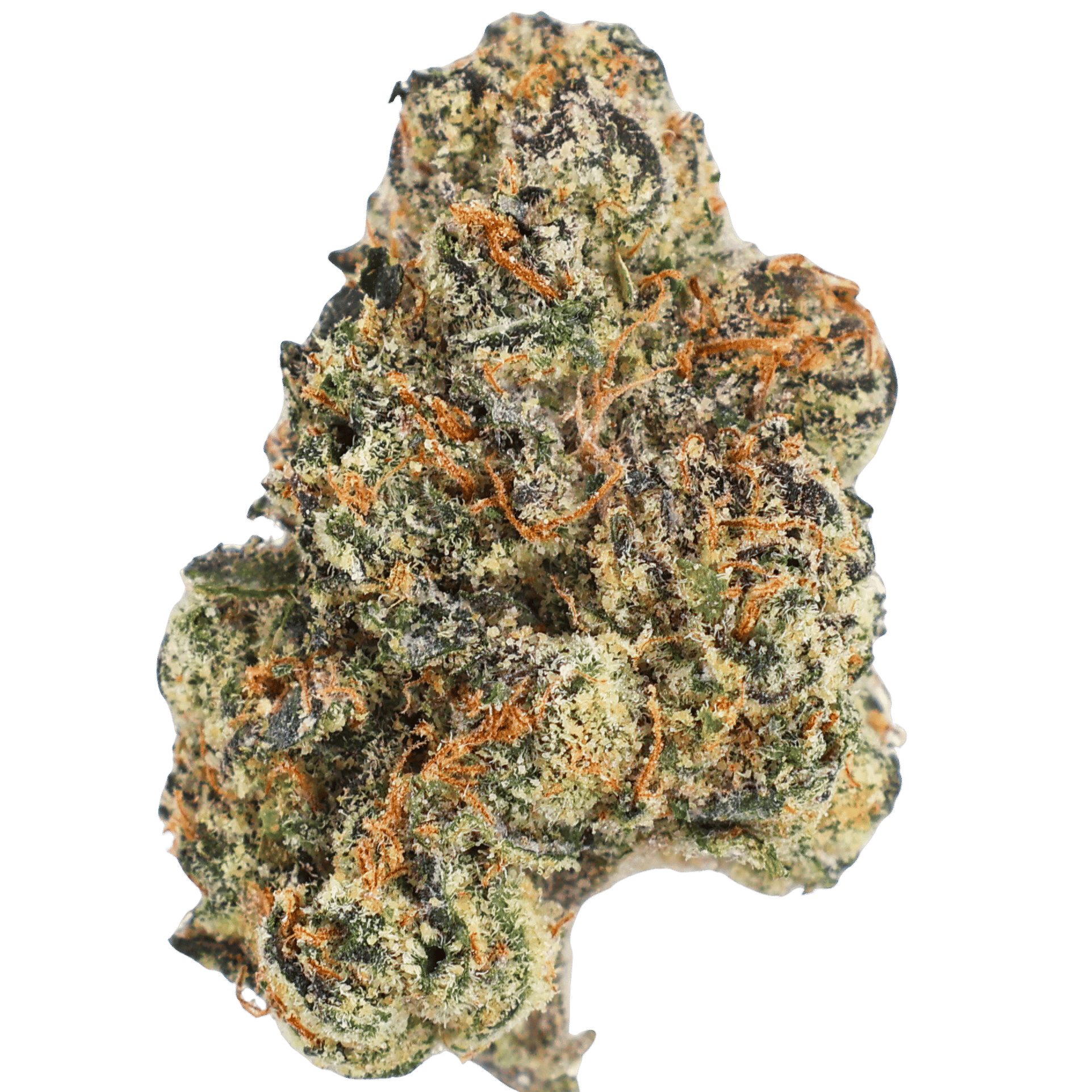 Gorilla Glue