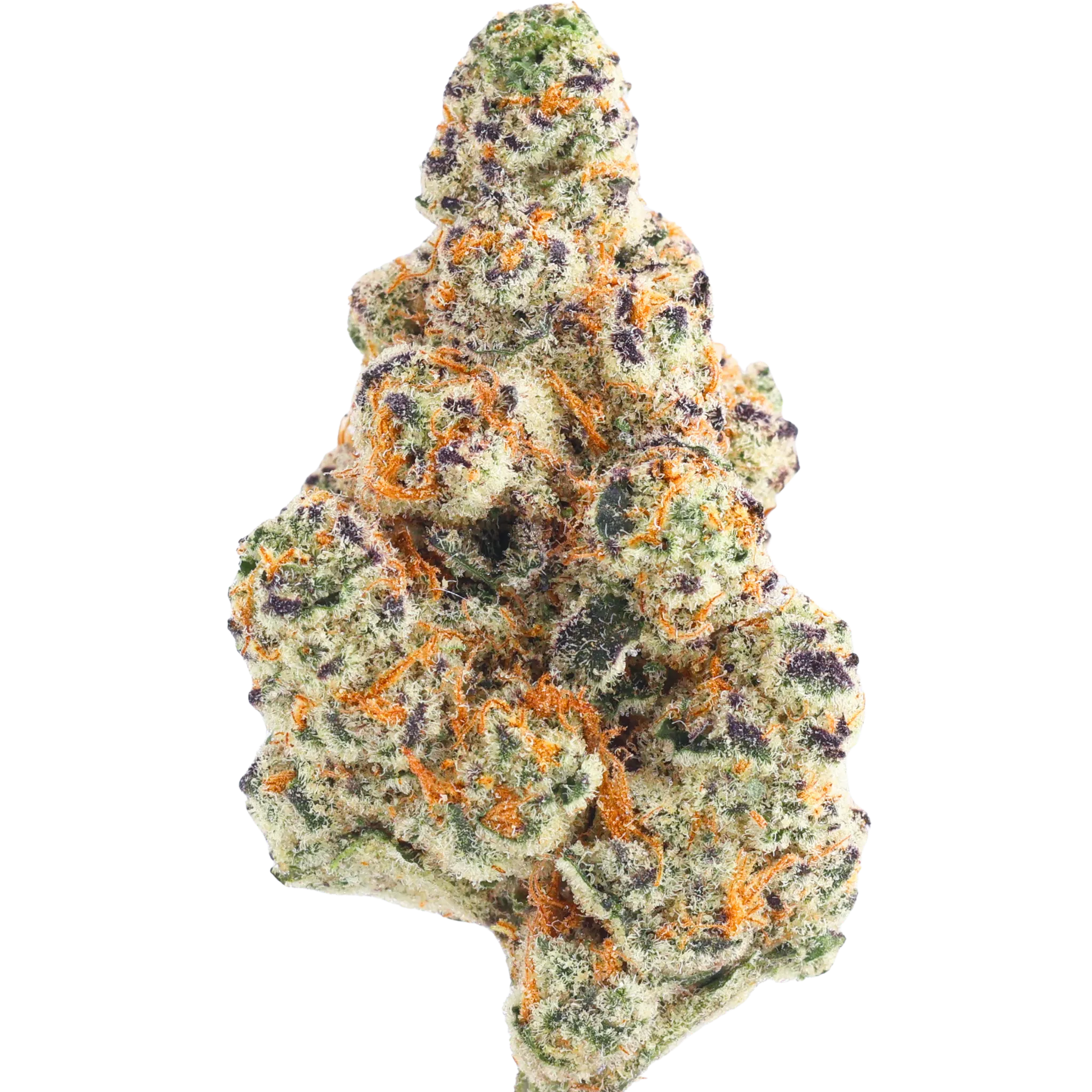 Rainbow Sherbet #11